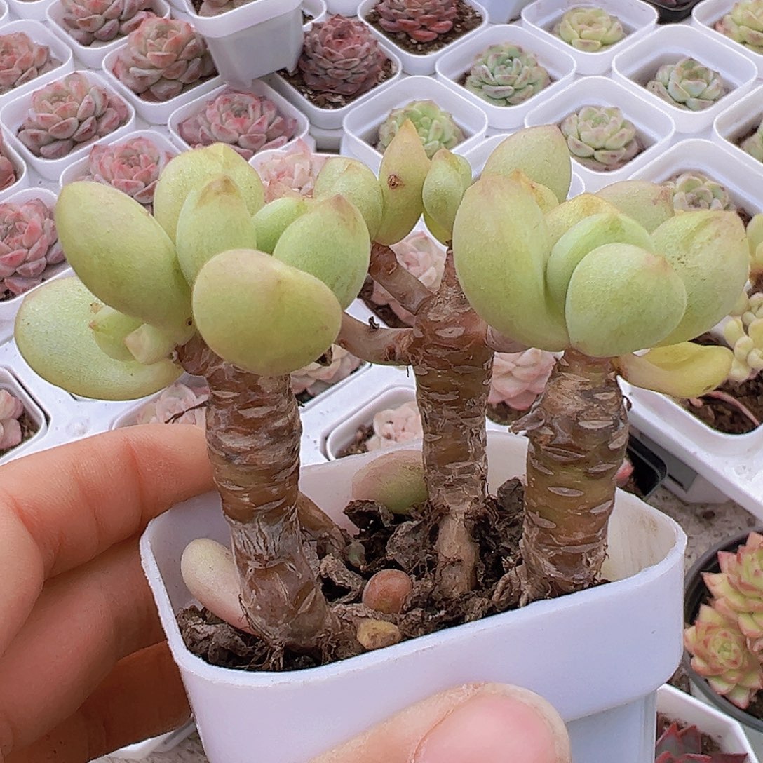 老桩比尔盖茨群19包邮