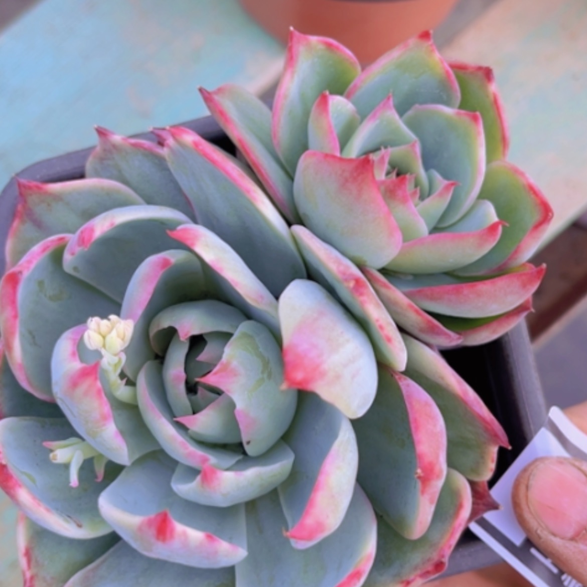 【闪购商品】惊鸿仙子08183