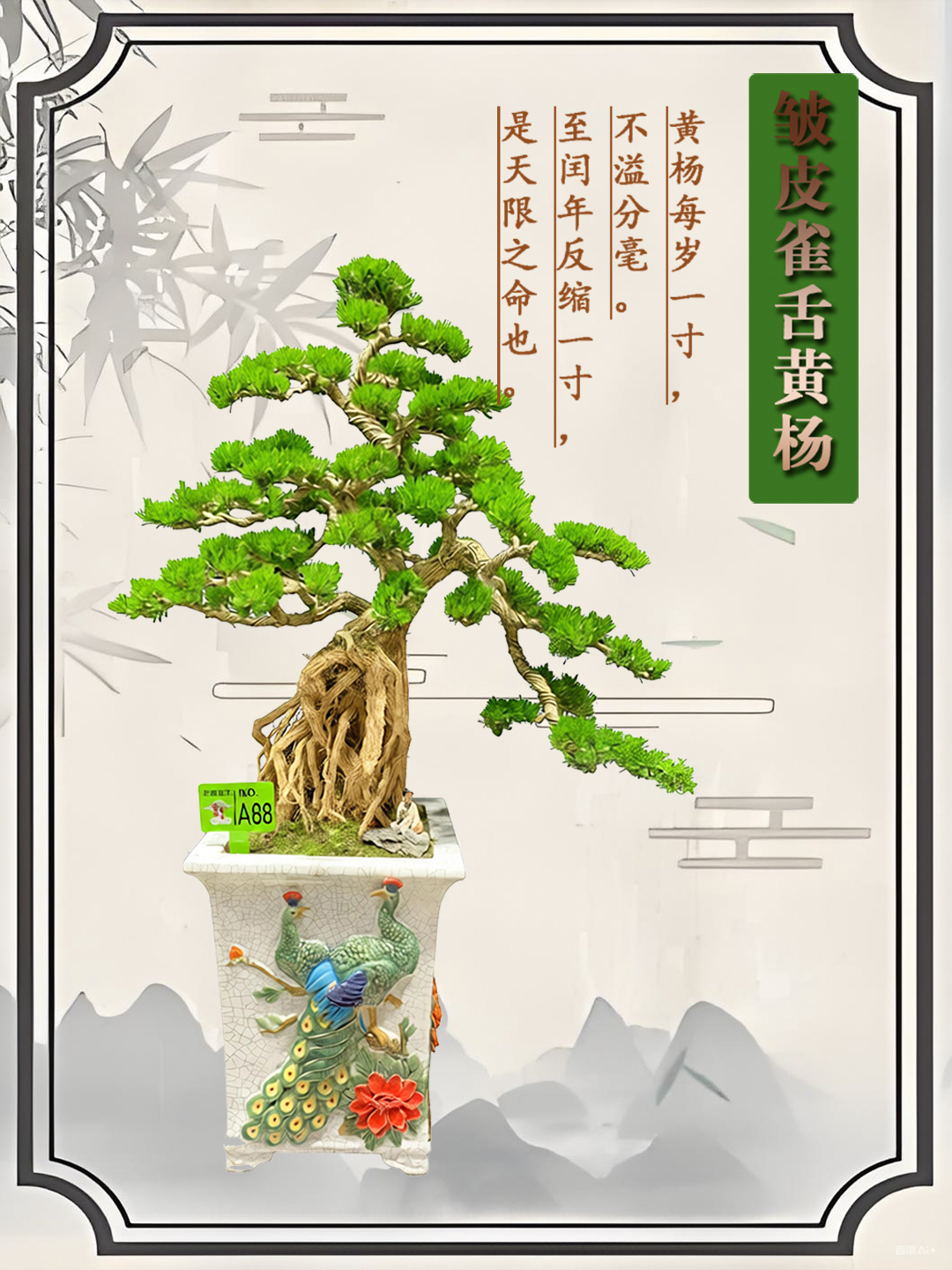 【A88】精品庭院别墅造型植物黄杨盆景皱皮雀舌高端大气上档次盆栽