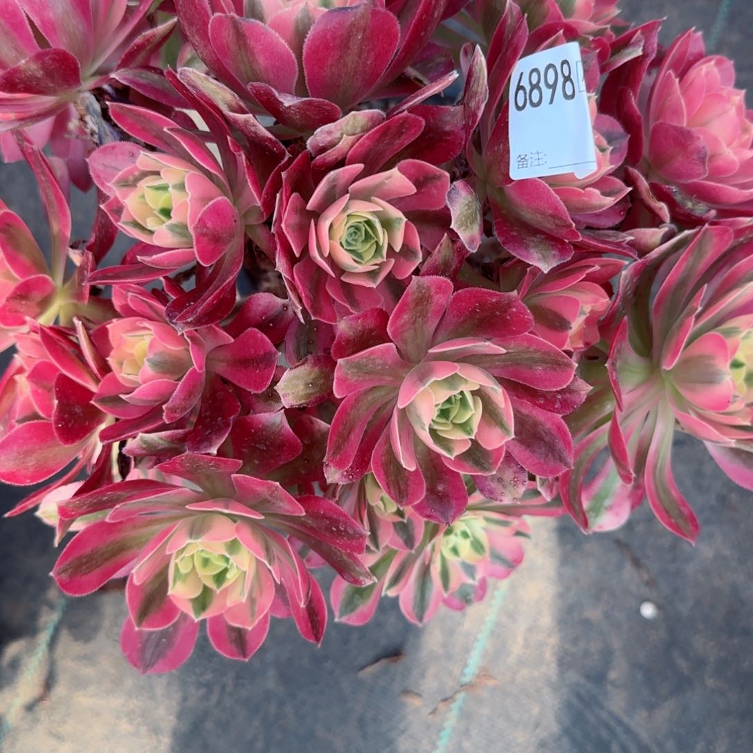 洁****6898女巫多肉有断枝