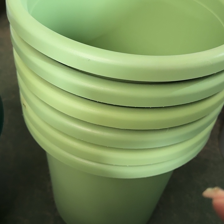 四季7号新绿色无托6个特价微瑕