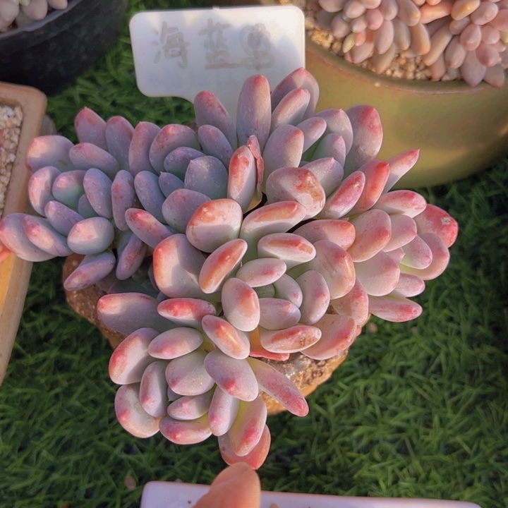 健健康康平平安安