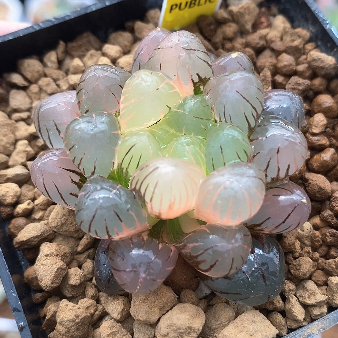 红陶97号冰灯锦一物一拍