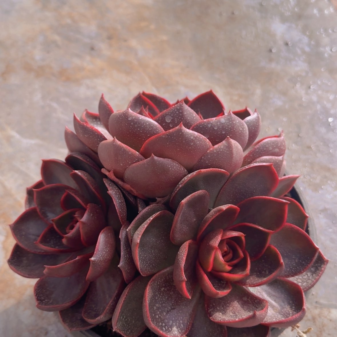 【闪购商品】红灯群29.9