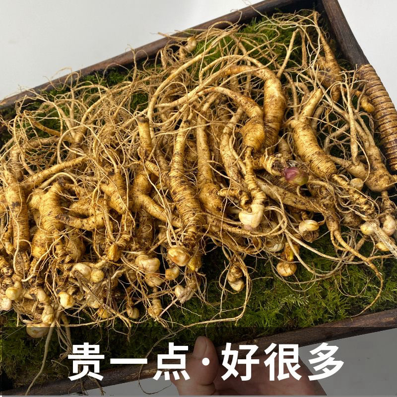 新鲜带土人参产地直发可煲汤滋补