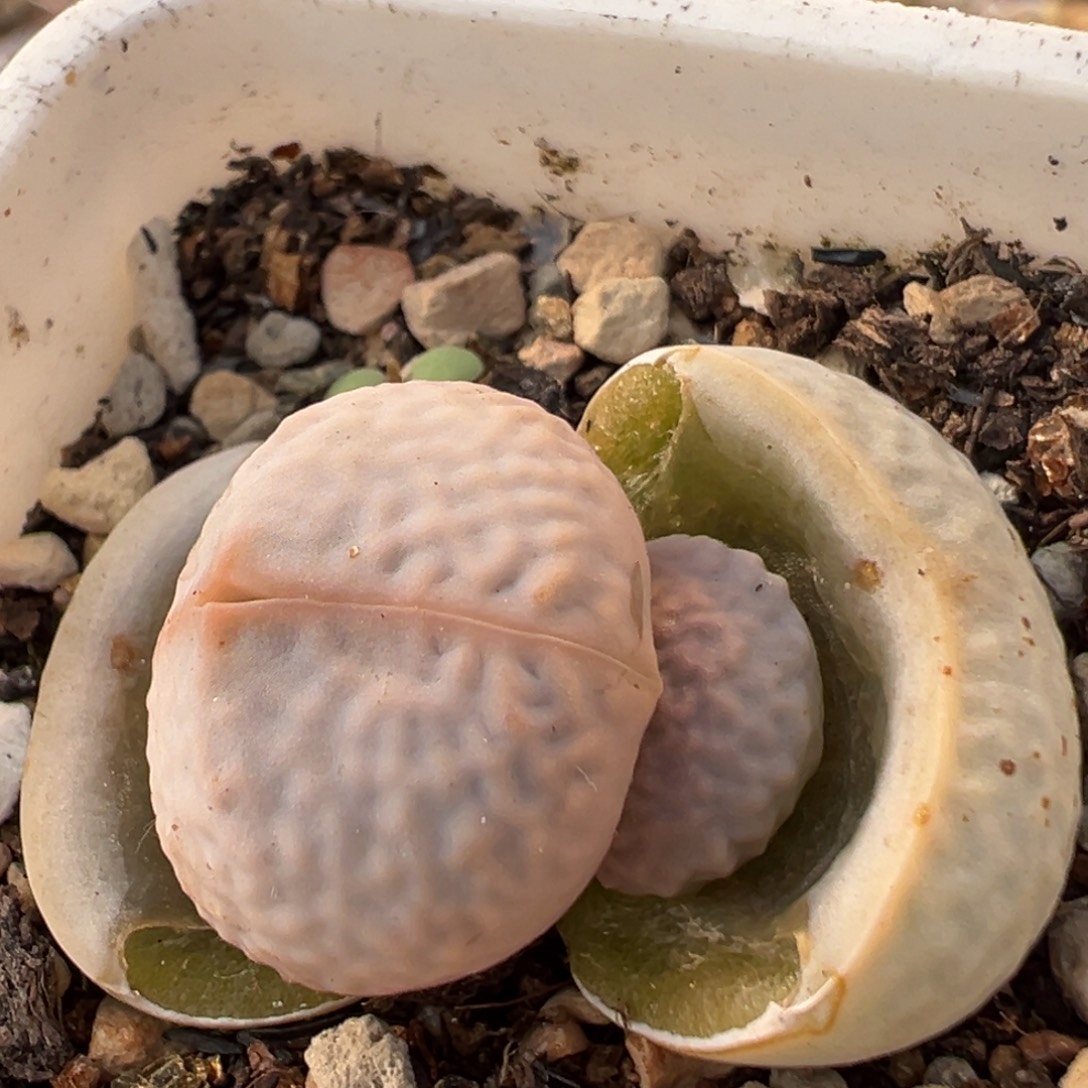 134多肉植物百科植物