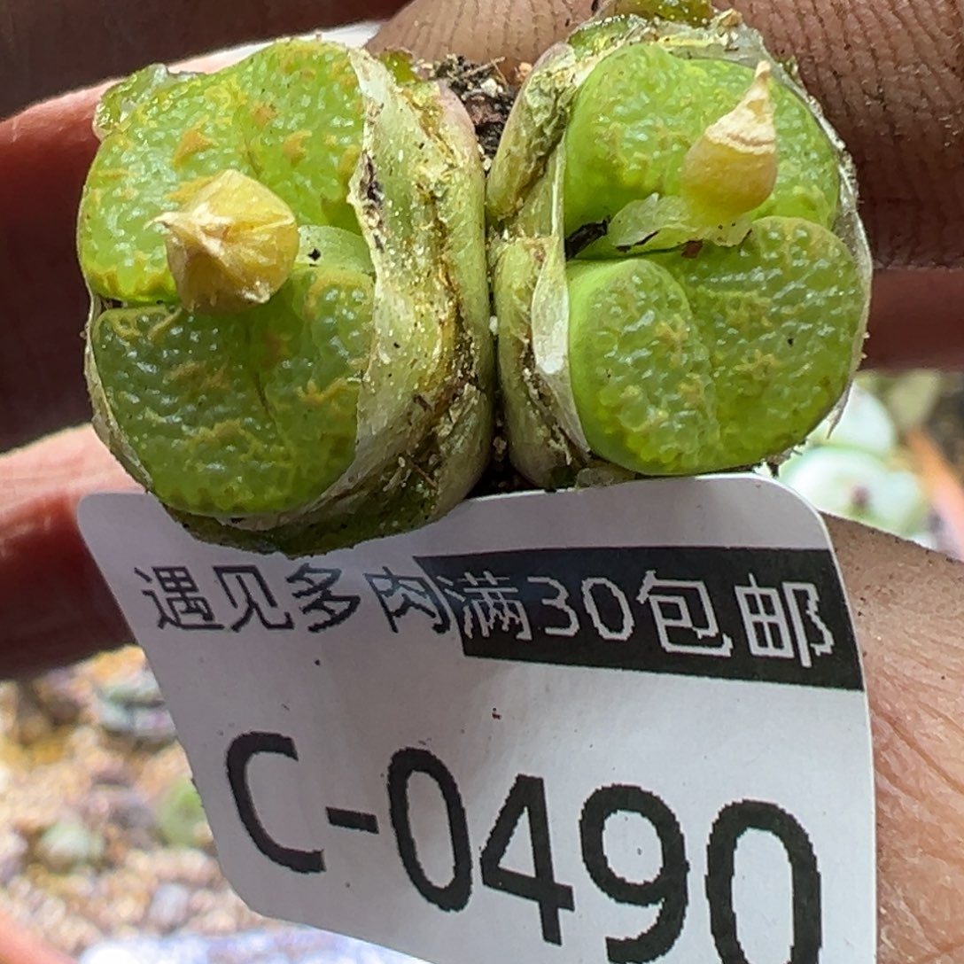 多肉植物11111111111111111