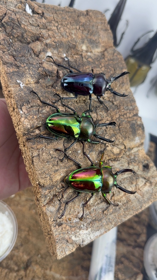 甲虫锹甲兜虫补款专用链接