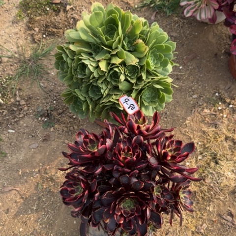 9-80绿羊绒加欧嘉莉处理不包售后多肉