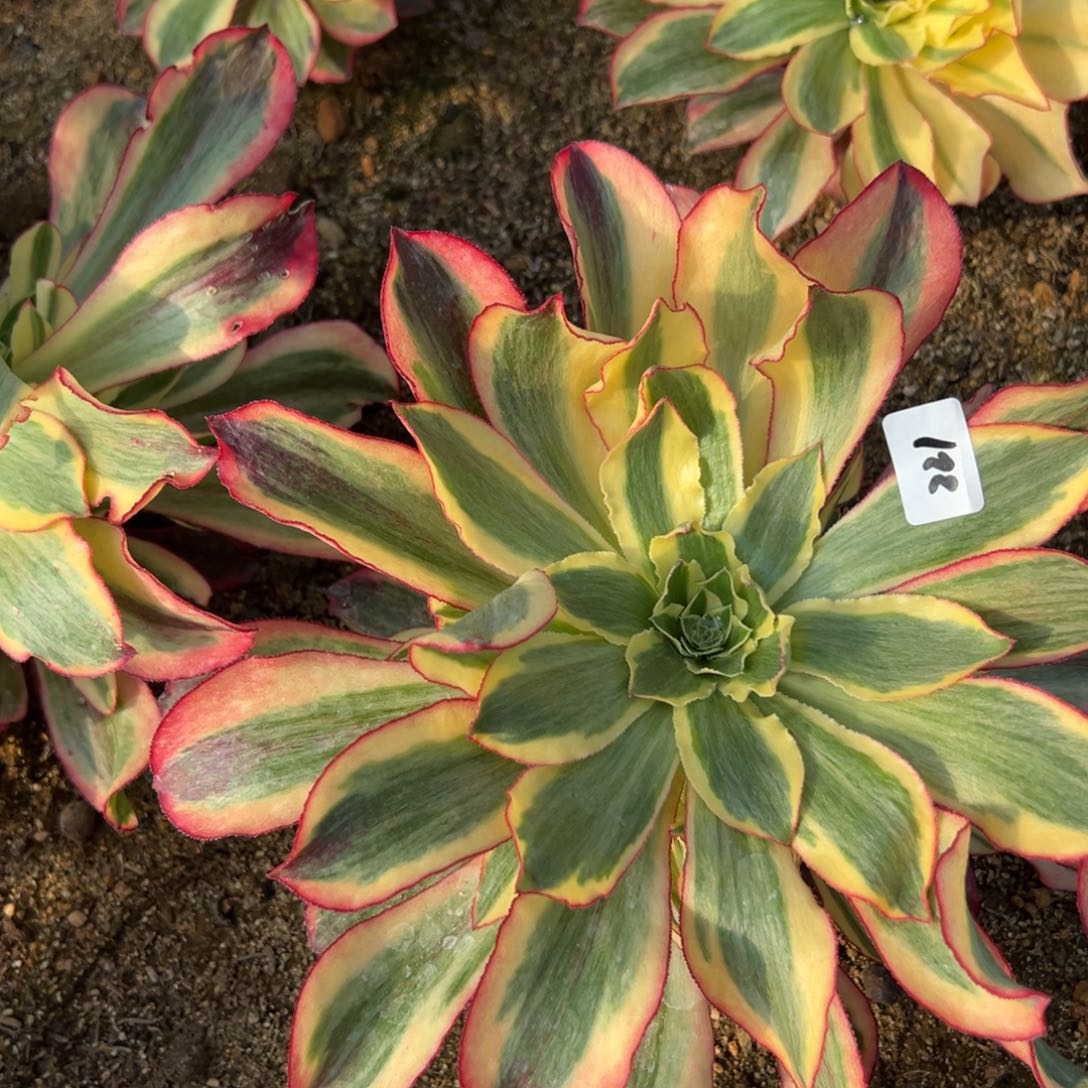 221魅影多肉植物一