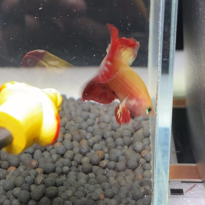 斗鱼泰国斗鱼448号