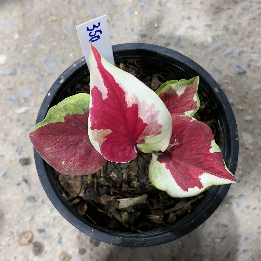 晓*，350-0116多啦A梦彩叶芋泰国发货多肉