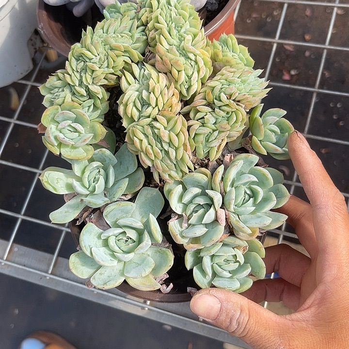 晨语多肉，一物一拍缀