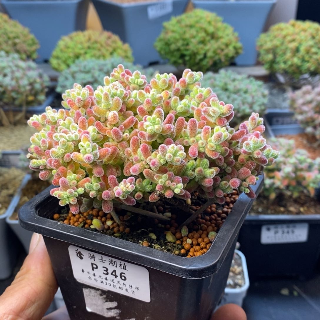 346优选冰晶枝干