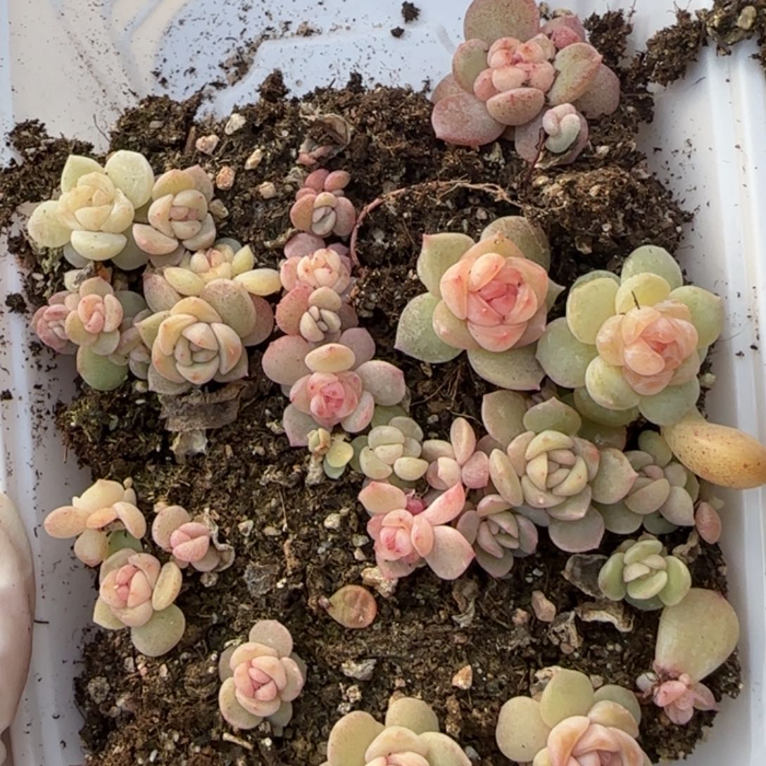 296 号王者系列多肉一盒