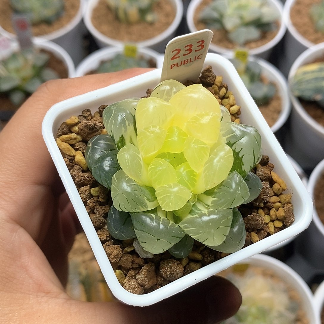 红陶233号玉露锦一物一拍的