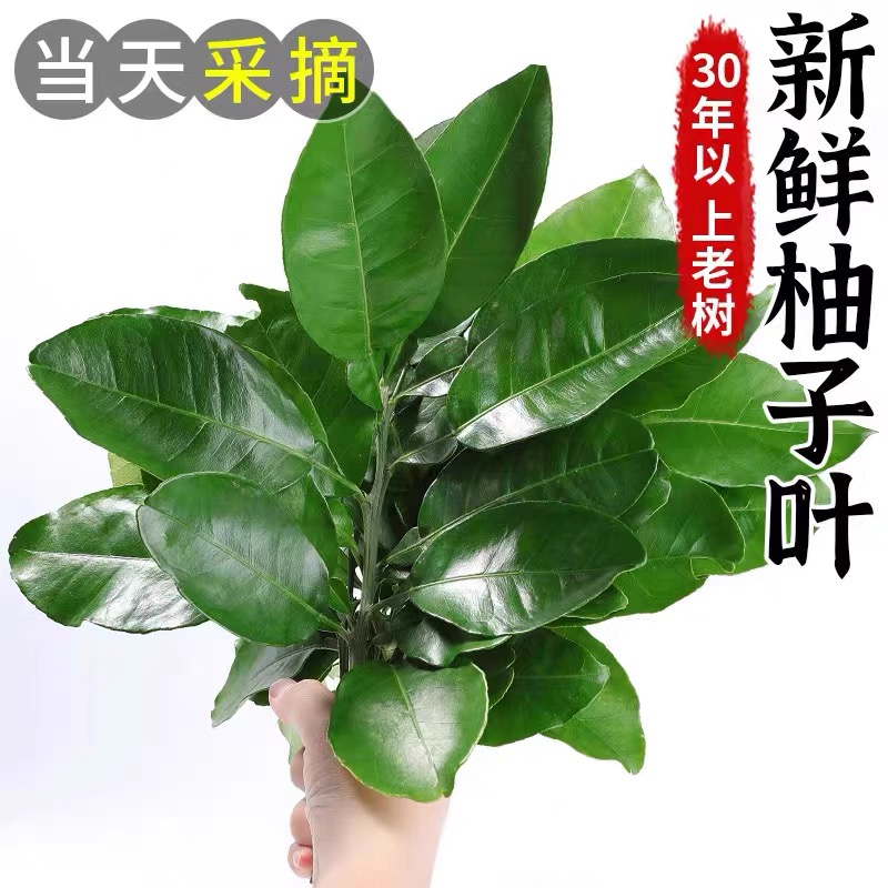新鲜去晦气柚子叶碌柚叶带枝老树祈福乔迁沐浴出狱洗澡开运中高考