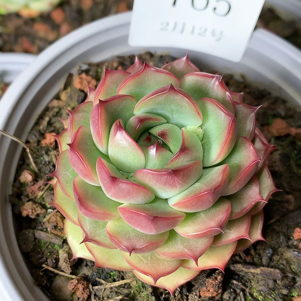 【闪购商品】云765