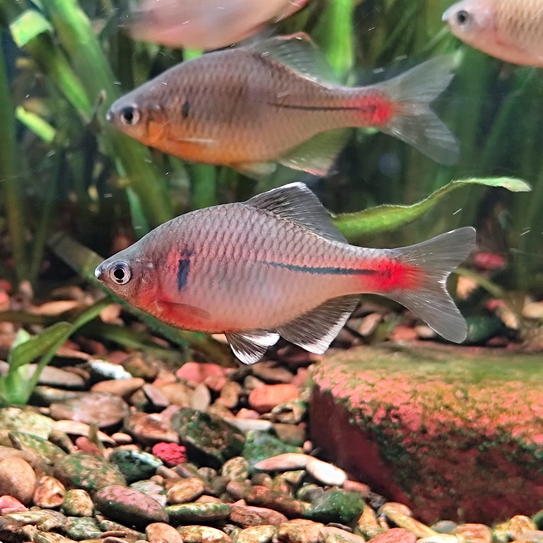 红腹白边鳑鲏原生鱼冷水观赏鱼白边鳑鲏好养小型淡水群游鱼