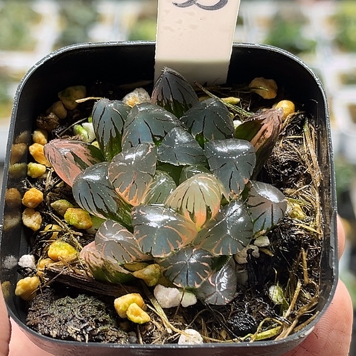 9***龙35冰灯玉露锦头家多肉十二卷