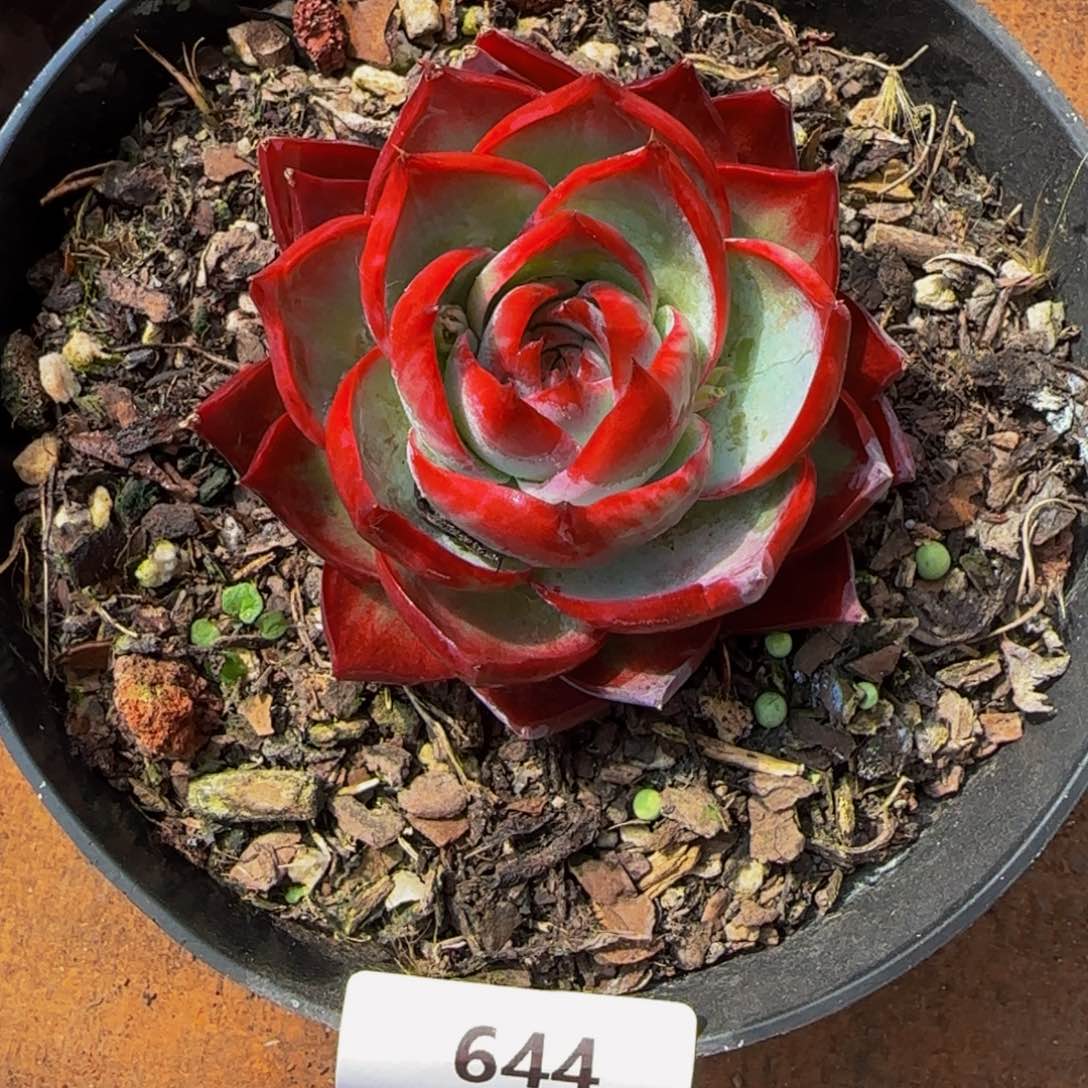 云南精品多肉644