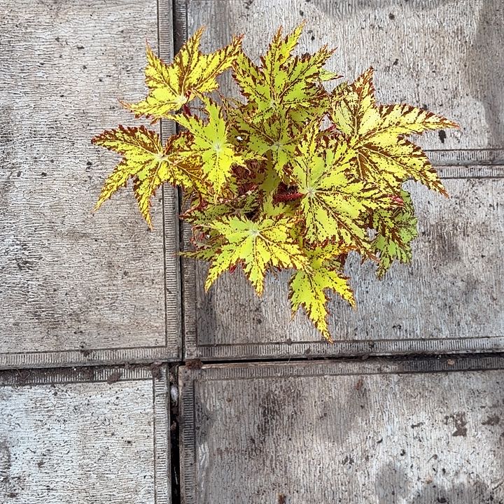 完全开放黄金几何