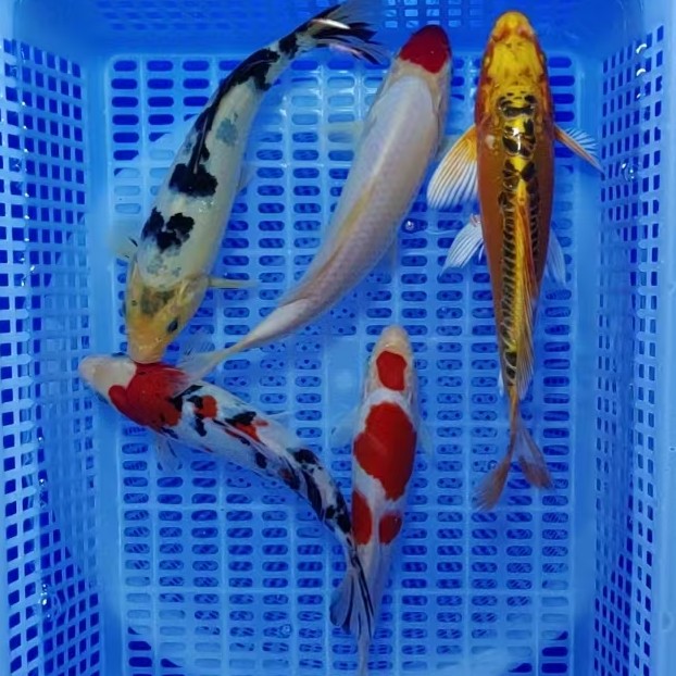 锦鲤活鱼观赏鱼纯种冷水鱼金鱼活鱼好养耐活