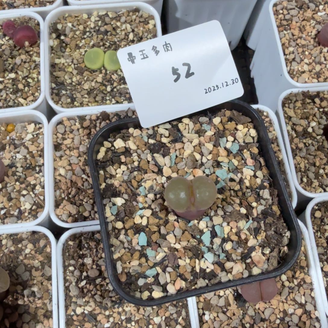 轻***L多肉多肉多肉12.30-052