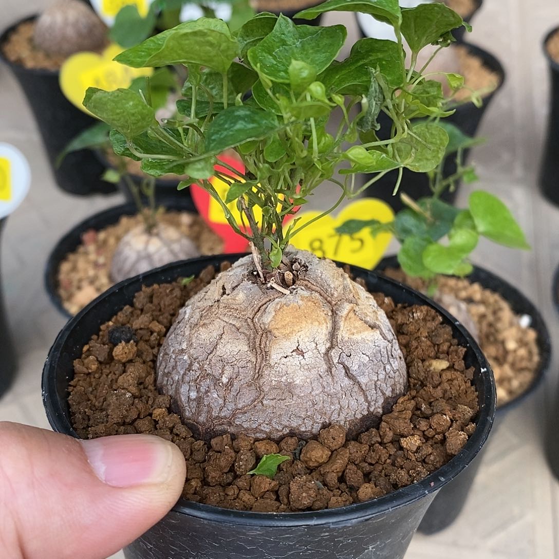 南非龟甲龙龟甲龙