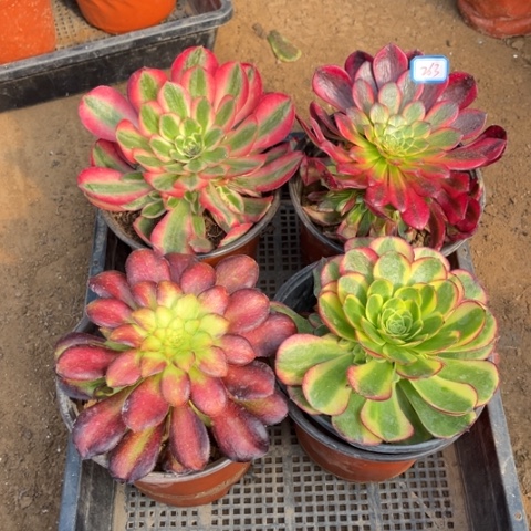 263多肉植物组合