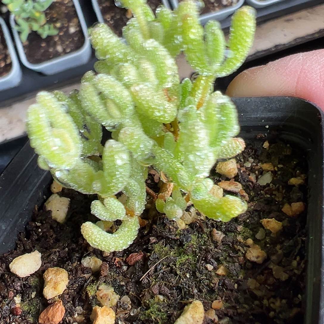 冰糖锦55杯老桩精品