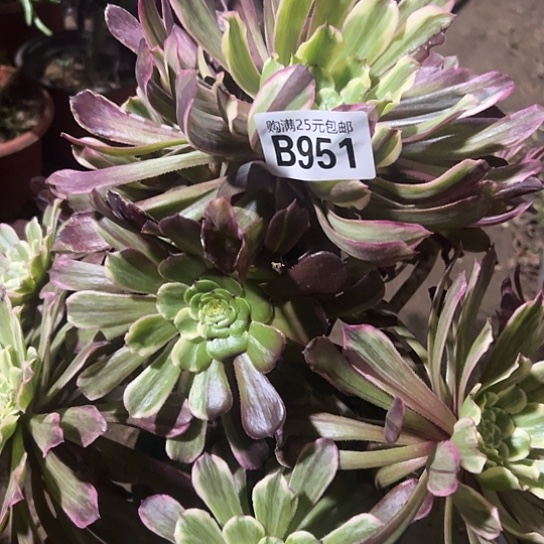 娇一颗多肉法师植物