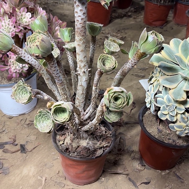 多肉植物法师原始绿22