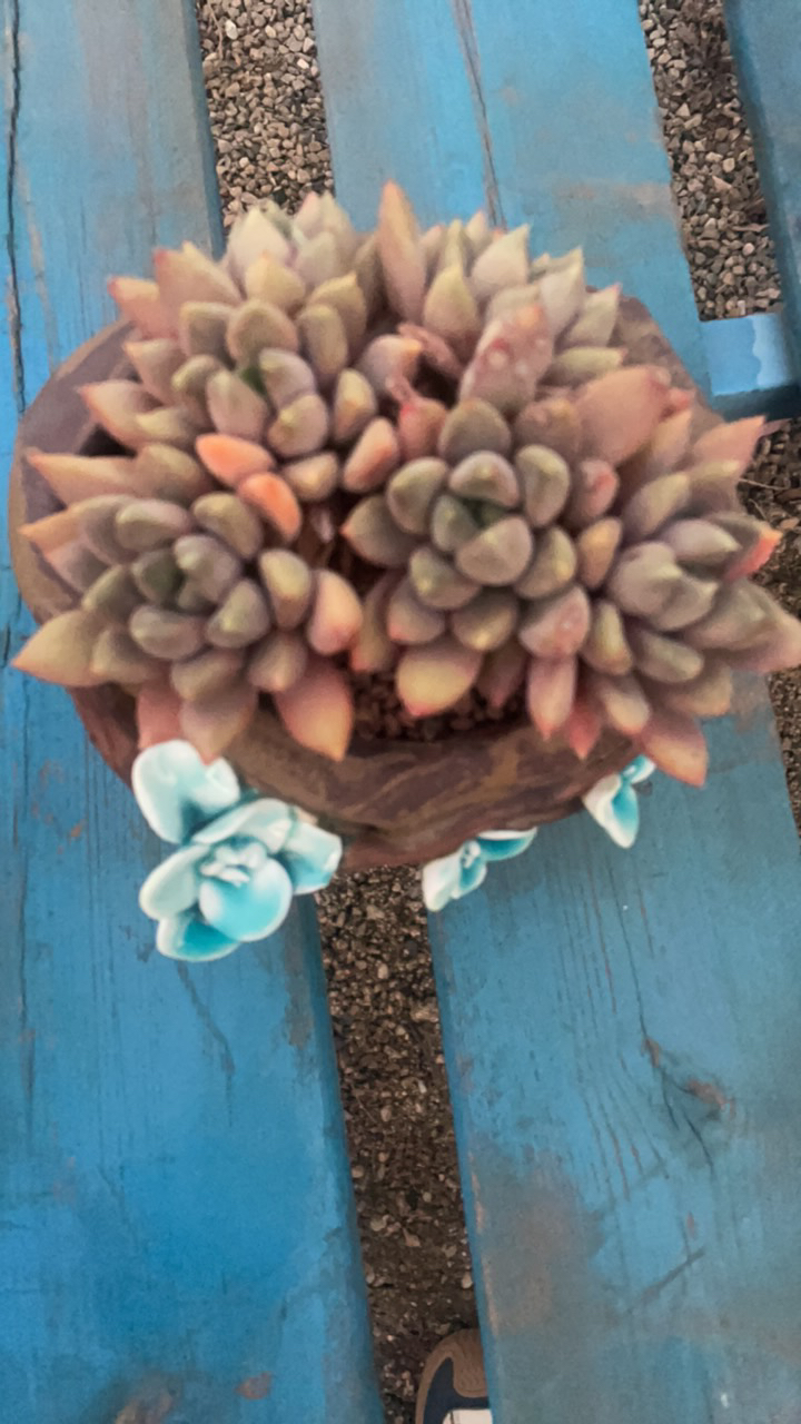 红象牙小多头多肉