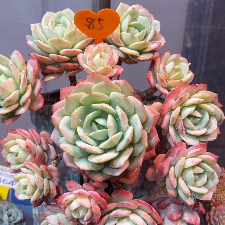 方***圓大85hhjjjjjjjjjjjjk