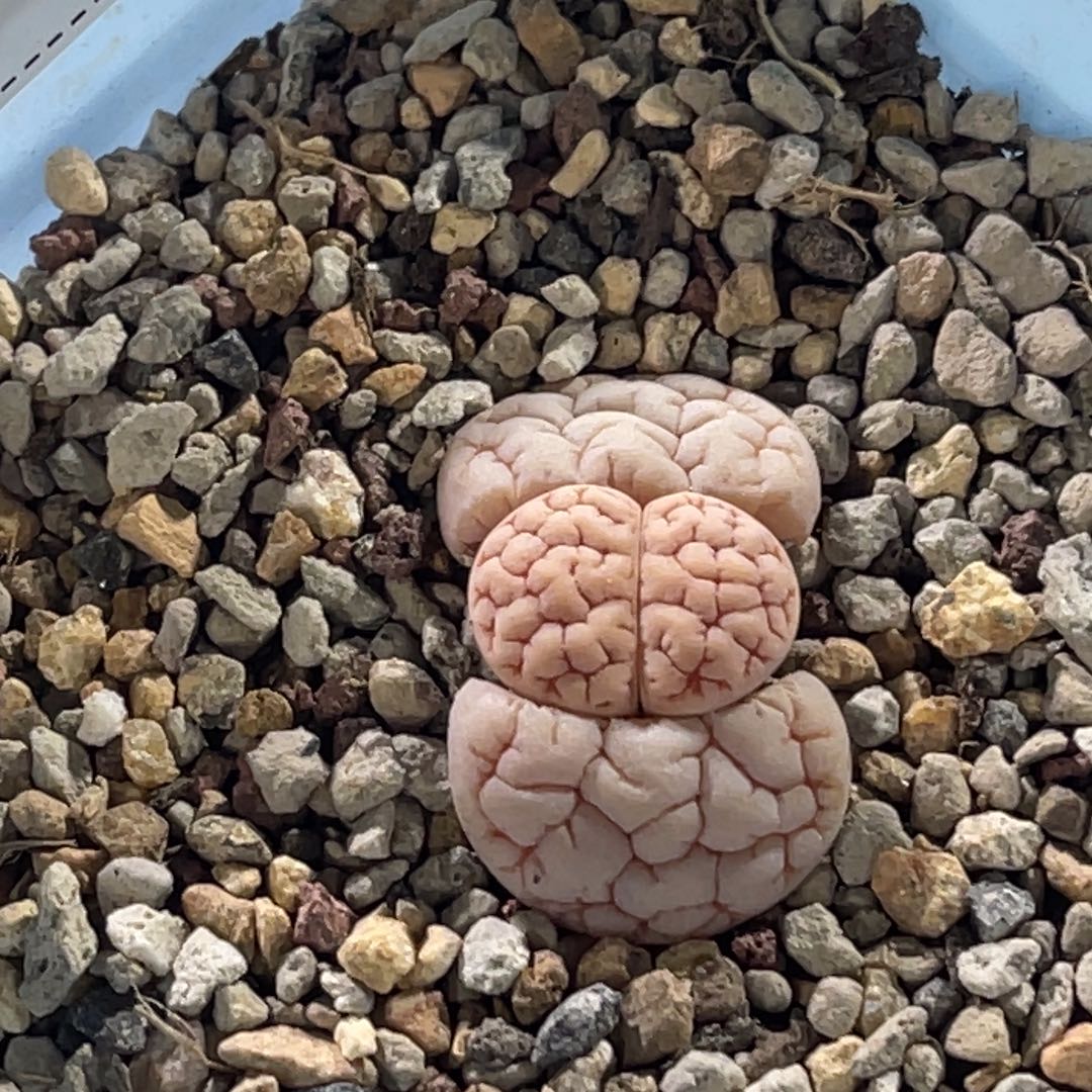 3145马哥189凹凸球体