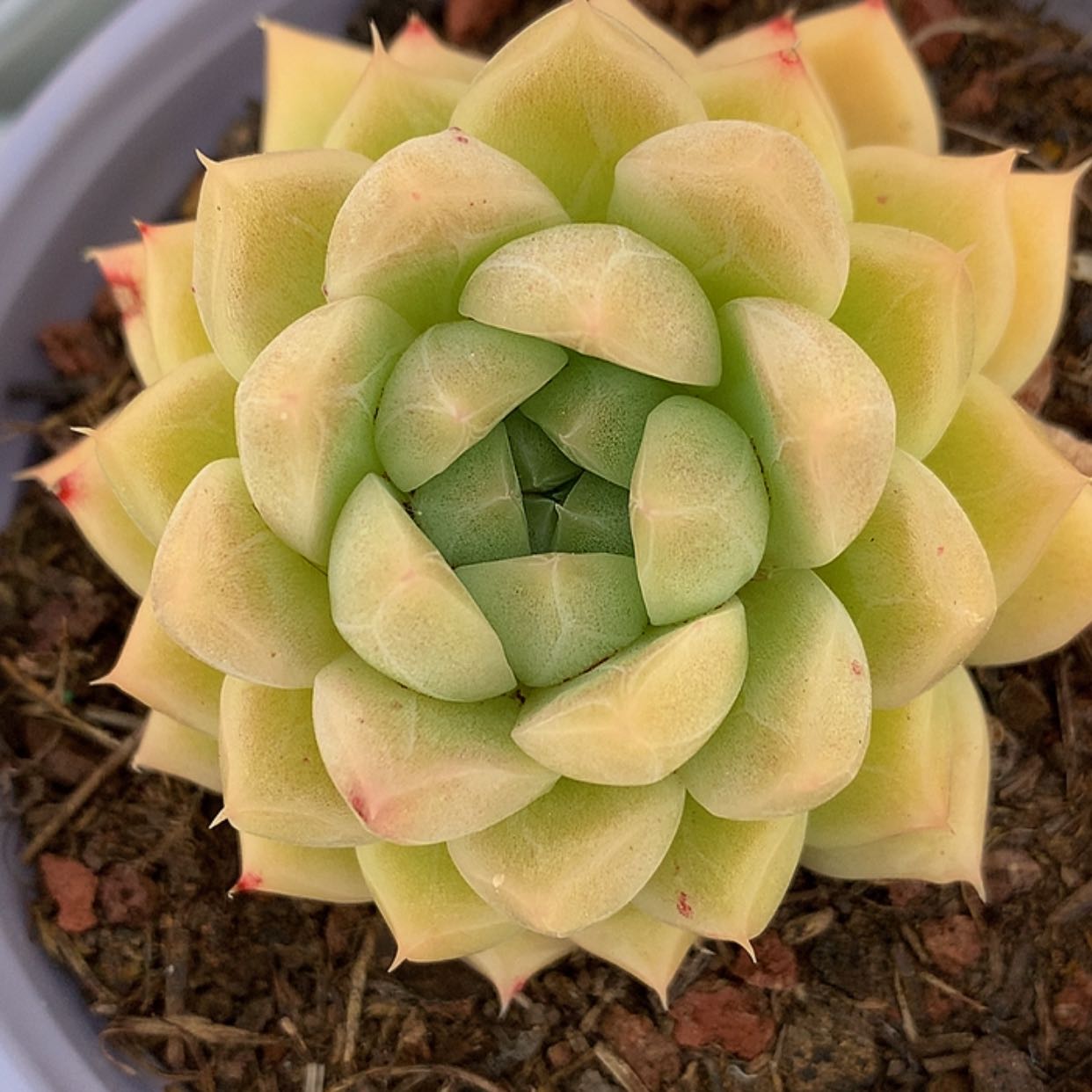 【闪购商品】云1779