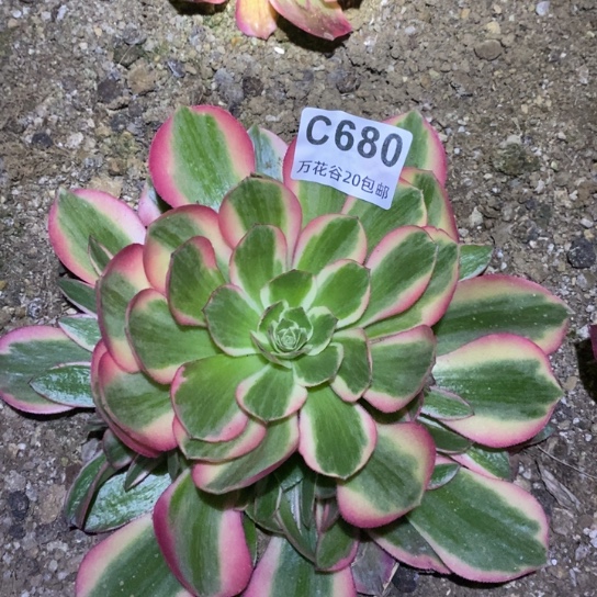 680女郎多肉植物