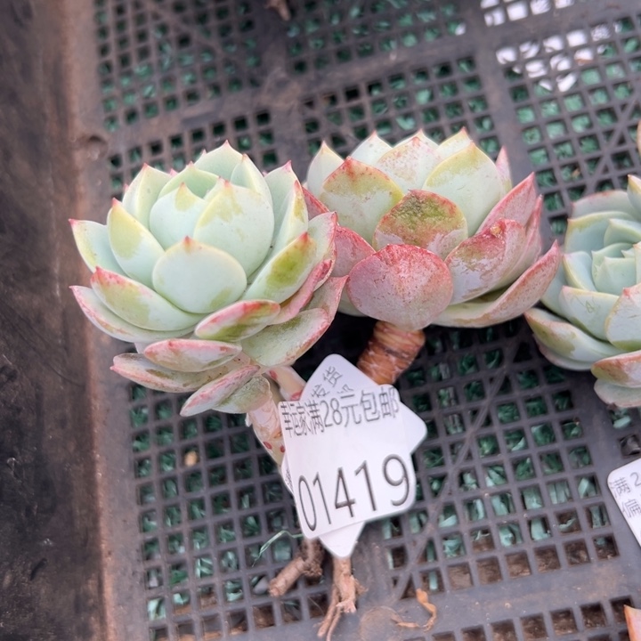 幸运儿是一位非常优秀且