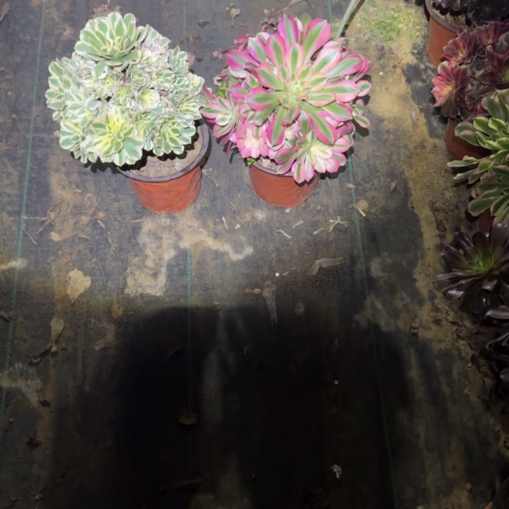 一单包邮不包侧枝49