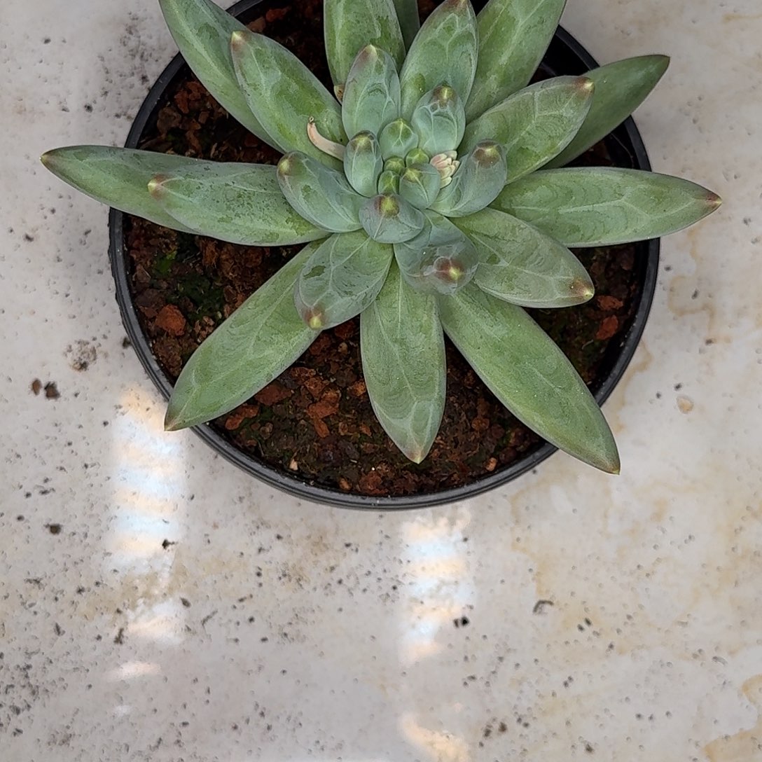 单头多肉植物多肉