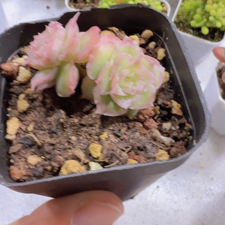 双头水晶虾饺一颗样品