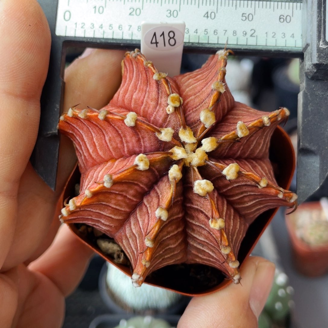 仙人球满28包邮盆5公分肋骨实生