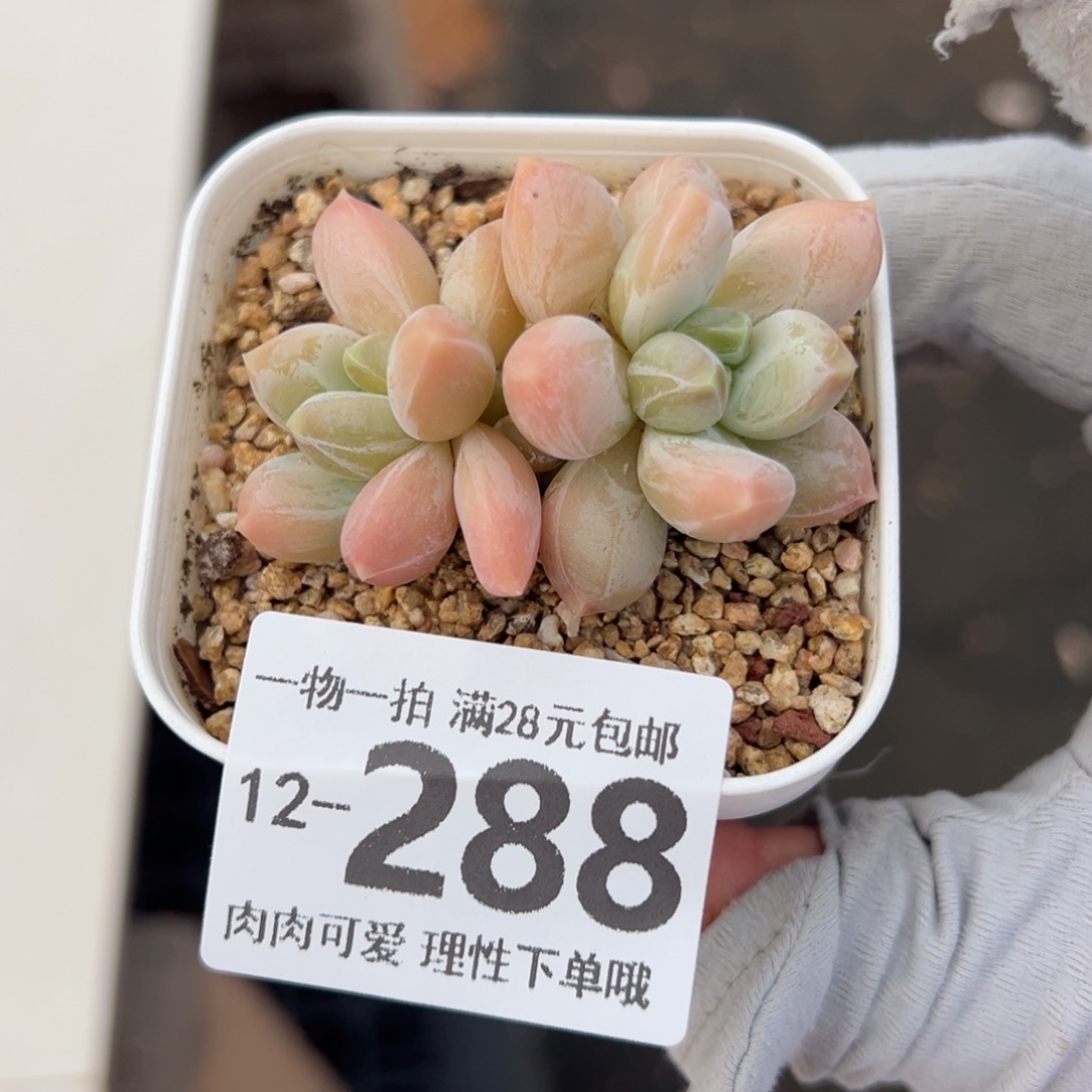 三色奶多肉多多肉多肉