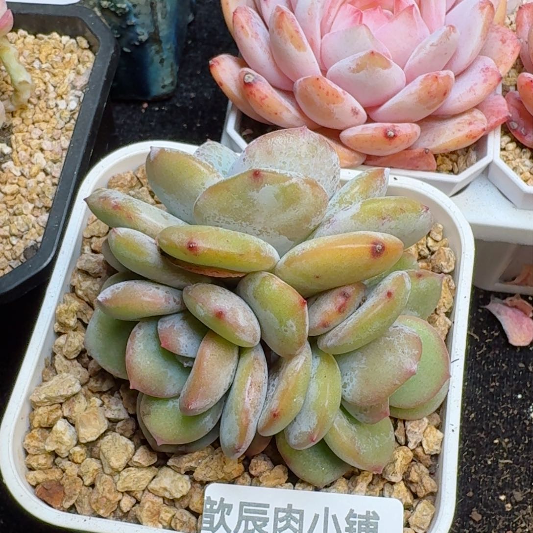 多肉植物  120  奶茶三头