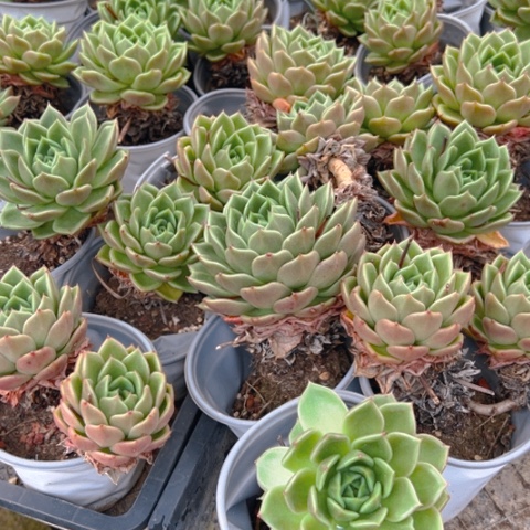 精品多肉白牡丹四个