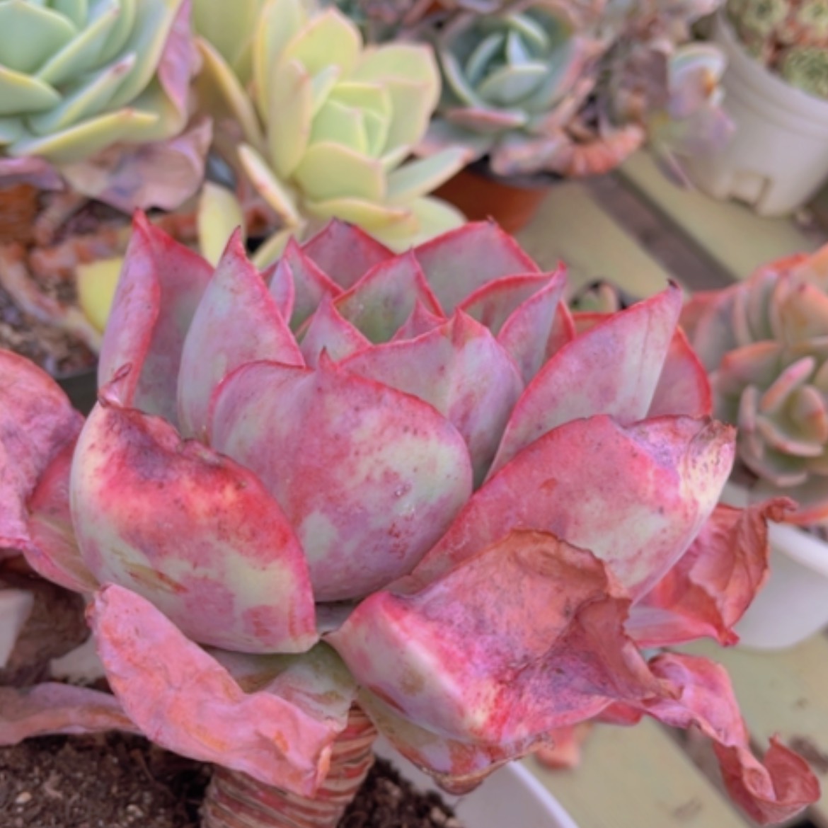 【闪购商品】肯尼迪07181