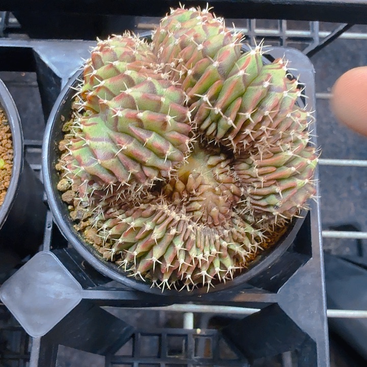 当前无花朵，栽培后可花朵