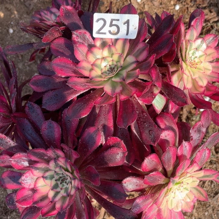 251多肉植物红铜白