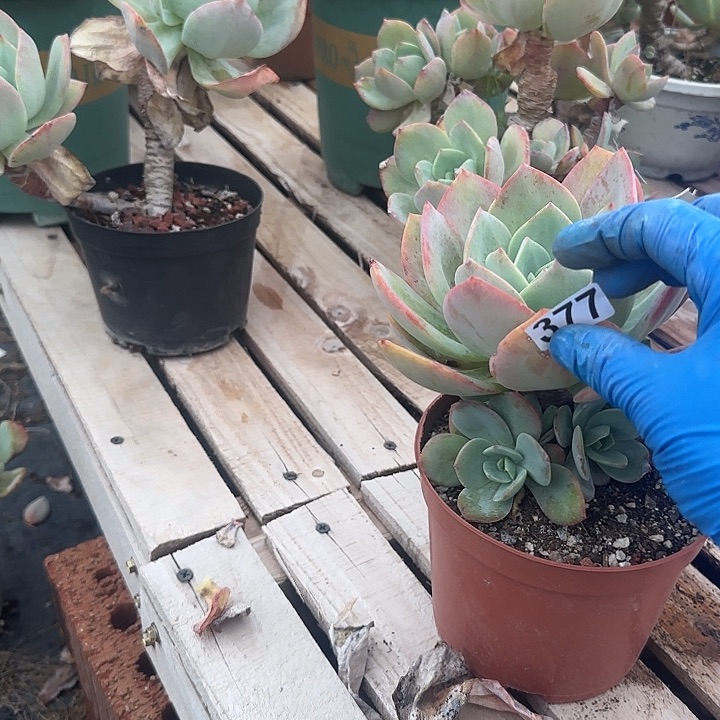 星*377不售后白凤脱土发货不退不换